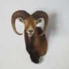 Mouflon Ram Shoulder Mount Taxidermy