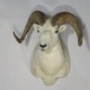 Dall Sheep Mount For Sale