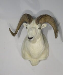 Dall Sheep Mount For Sale
