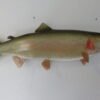 Rainbow Trout Taxidermy Mount