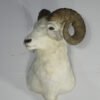 bighorn sheep taxidermy