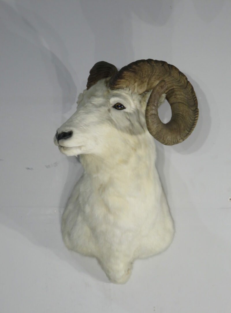bighorn sheep taxidermy