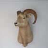 Montana Bighorn Ram Taxidermy Mount. S-138BH