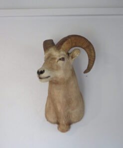 Montana Bighorn Ram Taxidermy Mount. S-138BH