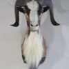 Corsican Ram Shoulder Mount