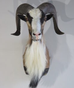 Corsican Ram Shoulder Mount