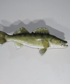 Walleye taxidermy. F-112WA
