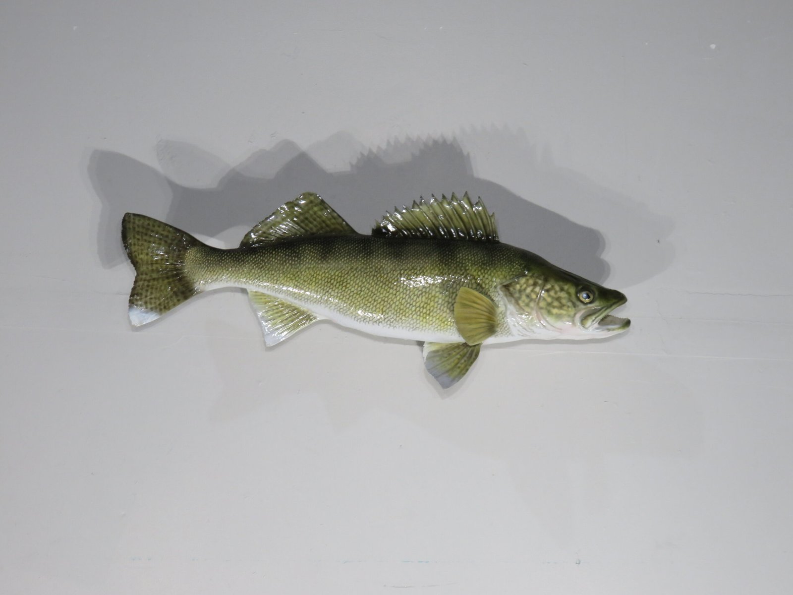 Walleye taxidermy. F-112WA