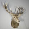 Red Stag Deer Mounts​