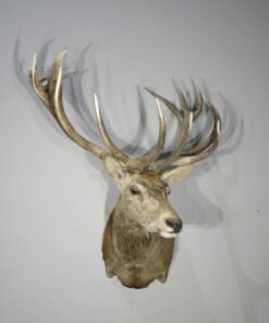 Red Stag Deer Mounts​