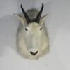 Alaska Mountain Goat Taxidermy Trophy Class Billy