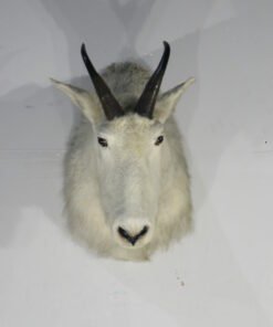 Alaska Mountain Goat Taxidermy Trophy Class Billy