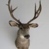 Mule Deer Shoulder Mount. M-106S