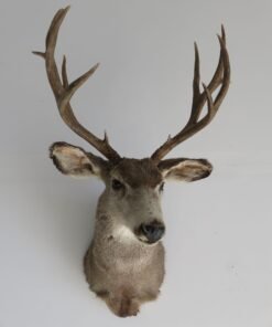 Mule Deer Shoulder Mount. M-106S