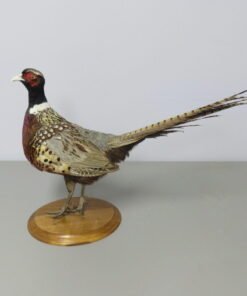 Ringneck Pheasant Standing Mount