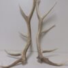 Antlers For Sale