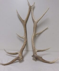 Antlers For Sale