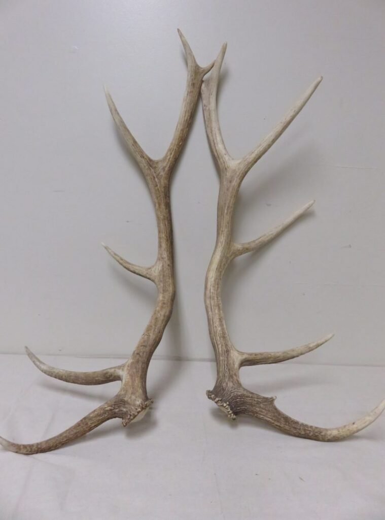 Antlers For Sale