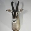 African Roan Taxidermy