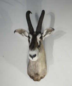 African Roan Taxidermy