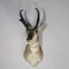 Pronghorn Antelope Taxidermy Mount