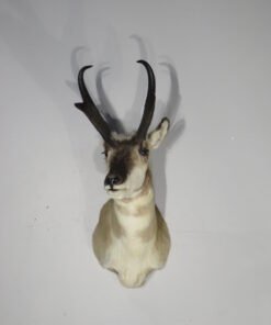 Pronghorn Antelope Taxidermy Mount