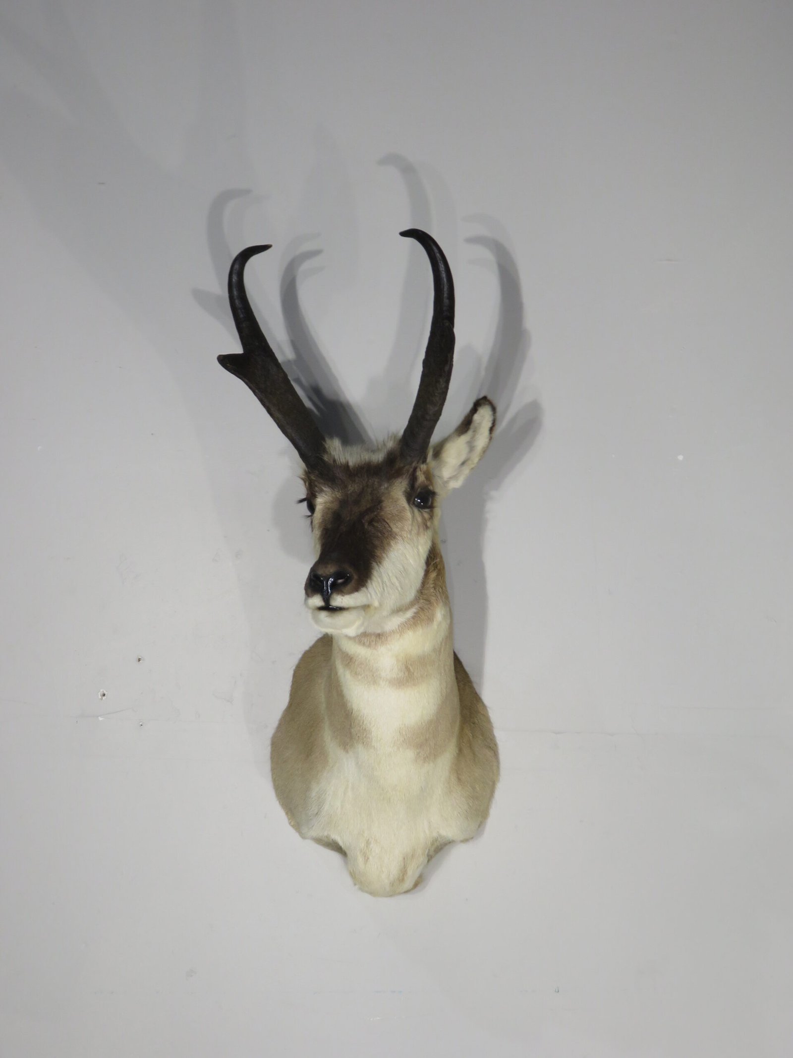 Pronghorn Antelope Taxidermy Mount
