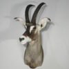 Roan Antelope Taxidermy Mount