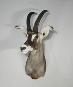 Roan Antelope Taxidermy Mount
