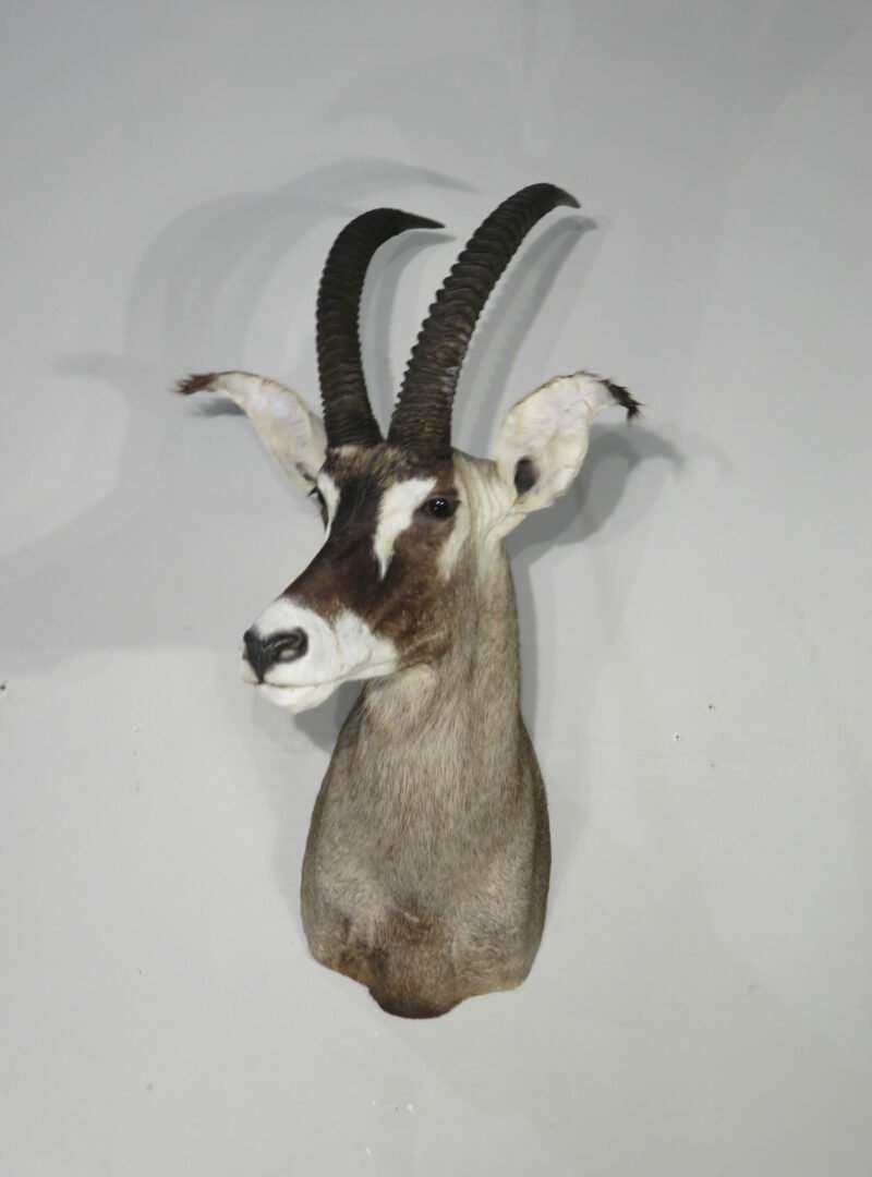 Roan Antelope Taxidermy Mount