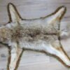 Coyote Taxidermy Rug