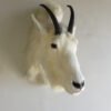 Rocky Mountain Goat Shoulder Mount
