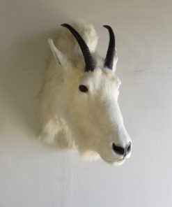 Rocky Mountain Goat Shoulder Mount