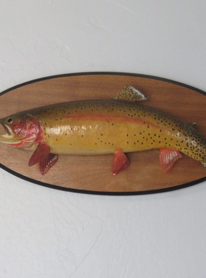 Real Skin Trout on Plaque