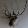 Caribou Mount For Sale