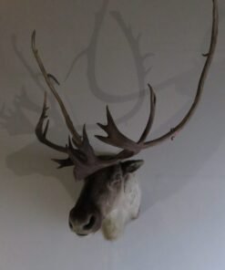 Caribou Mount For Sale