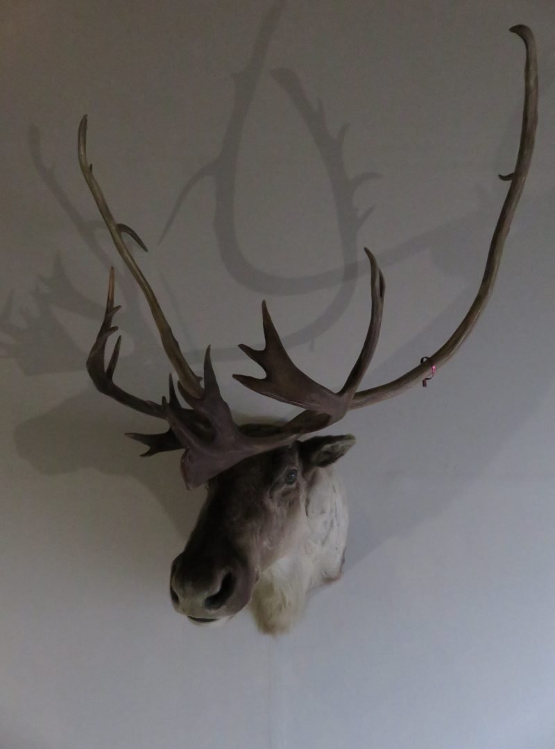 Caribou Mount For Sale