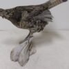 Ruffed Grouse Standing Life Size Mount