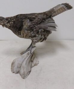 Ruffed Grouse Standing Life Size Mount