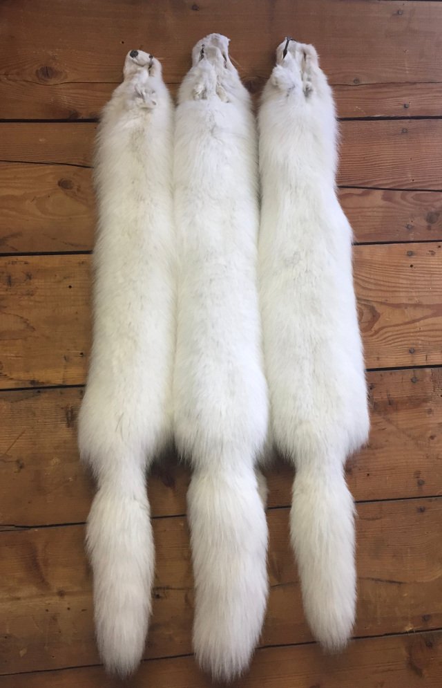 Arctic Fox Fur