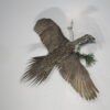 Sage Grouse Taxidermy