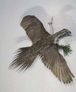 Sage Grouse Taxidermy
