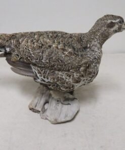 Sage Grouse – Life Size Standing Mount