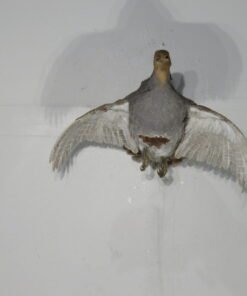 Hungarian Partridge Taxidermy