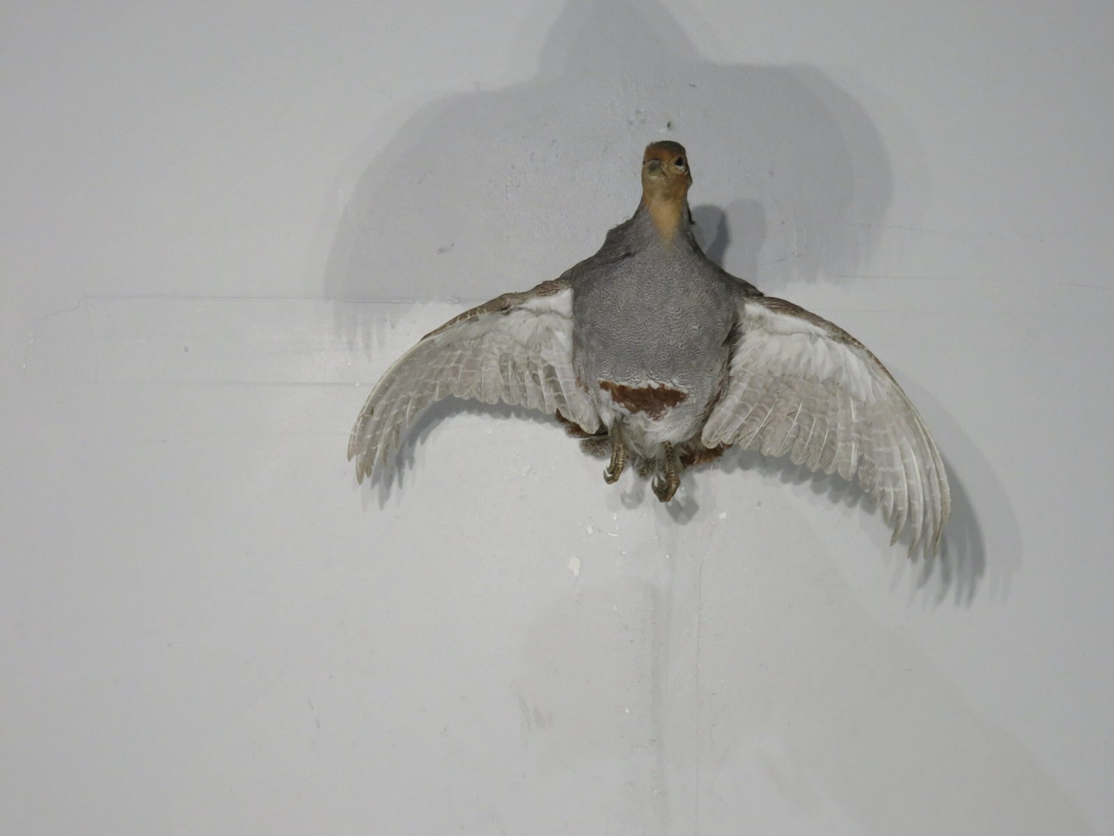 Hungarian Partridge Taxidermy