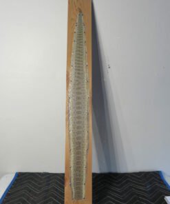 Montana Prairie Rattlesnake Taxidermy Skin