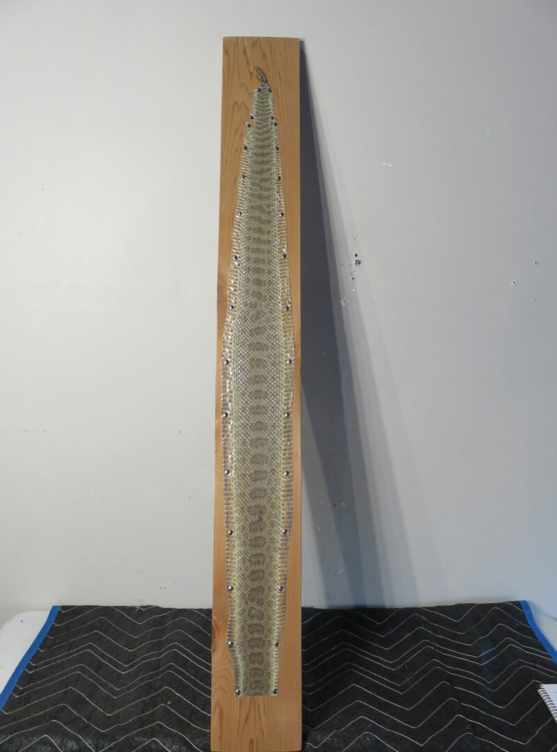 Montana Prairie Rattlesnake Taxidermy Skin