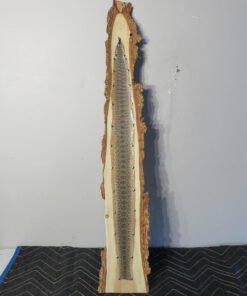 Prairie Rattlesnake Taxidermy Skin On Slab Wood