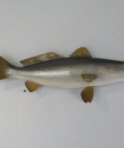 Sea Trout RealSkin Taxidermy