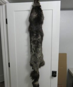 Silver (Black) Fox Taxidermy Skin